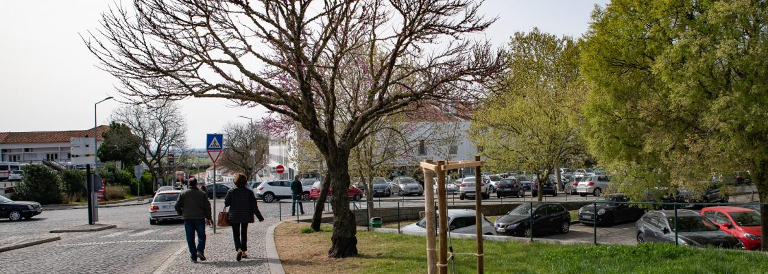 Mais de 500 árvores plantadas em Évora