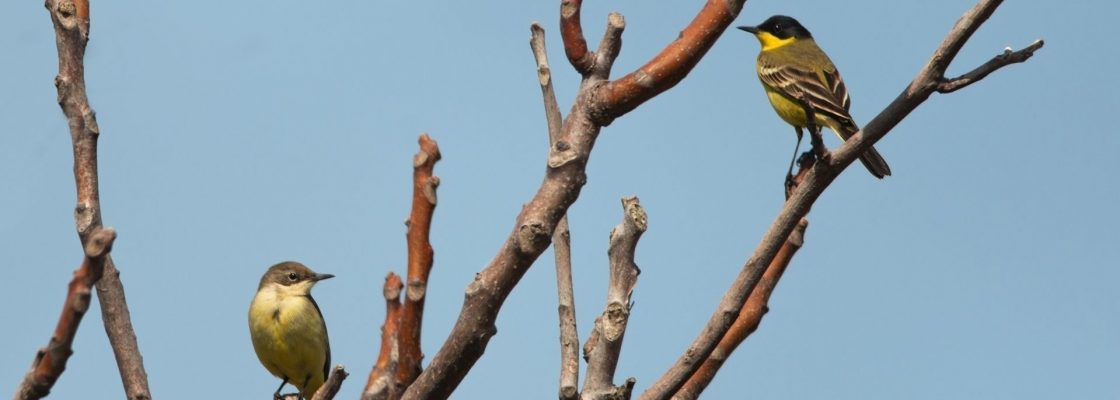 Alergias primaveris e espaços verdes urbanos