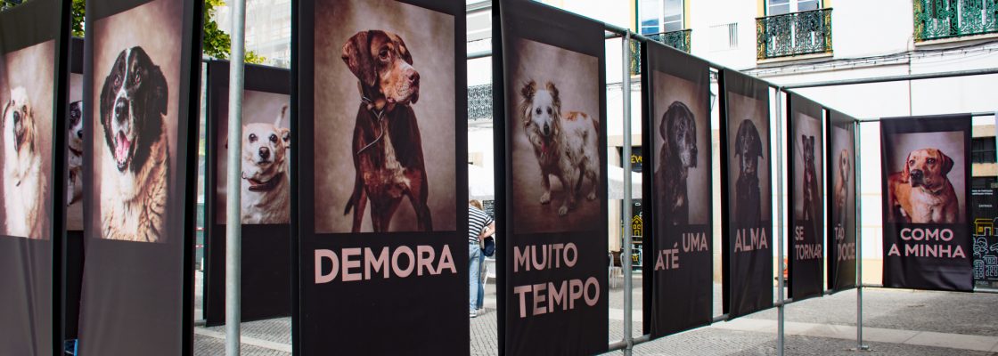 EXPOSIÇÃO DE FOTOGRAFIA “FICA – VIDAS CANINAS INTERROMPIDAS”