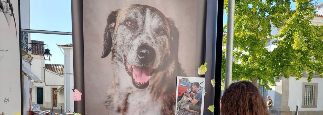 Exposição “Fica – Vidas Caninas Interrompidas” permitiu adoção de nove cães
