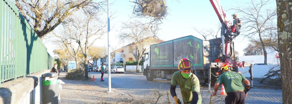 Conservação e manutenção de árvores em espaço urbano