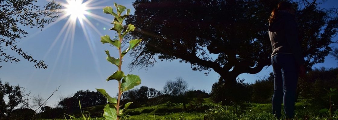 No Dia Mundial da Árvore – Município de Évora com 639 novas árvores em espaço público...