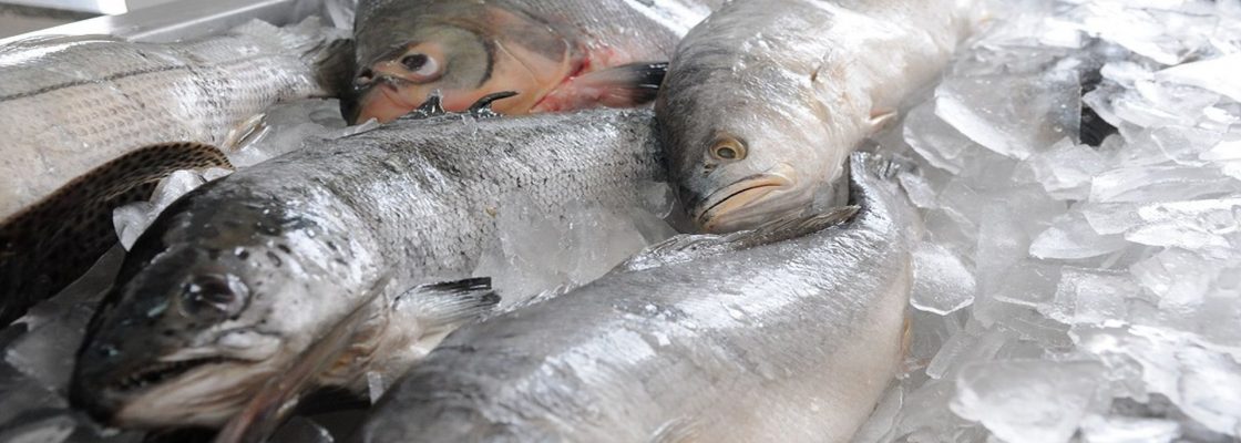 Através de parceria entre a Câmara Municipal de Évora e a DOCAPESCA FAMÍLIAS CARENCIADAS DO C...