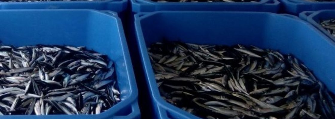 Por meio de parceria entre a Câmara Municipal de Évora e a DOCAPESCA FAMÍLIAS CARENCIADAS DO C...