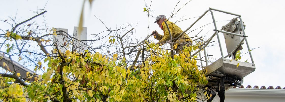 PODA E LIMPEZA DE ÁRVORES EM MEIO URBANO