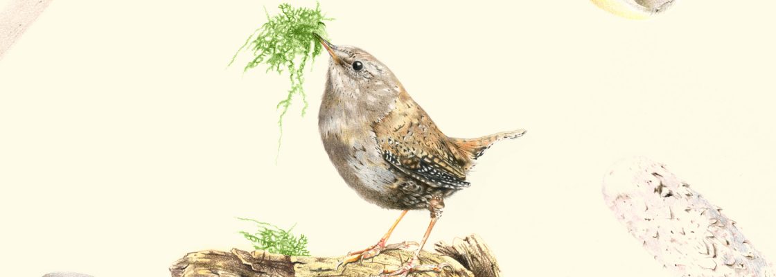 Lá nas Árvores, Ciclo II: Levantar Voo | Aves do Alentejo em Música: ANA TELLES, piano e comen...