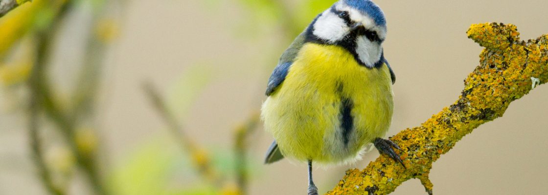 Lá nas Árvores, Ciclo II: Levantar Voo | Escutar as Aves e as Árvores- Workshop com João Raba...